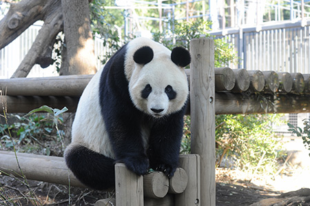 上野動物園